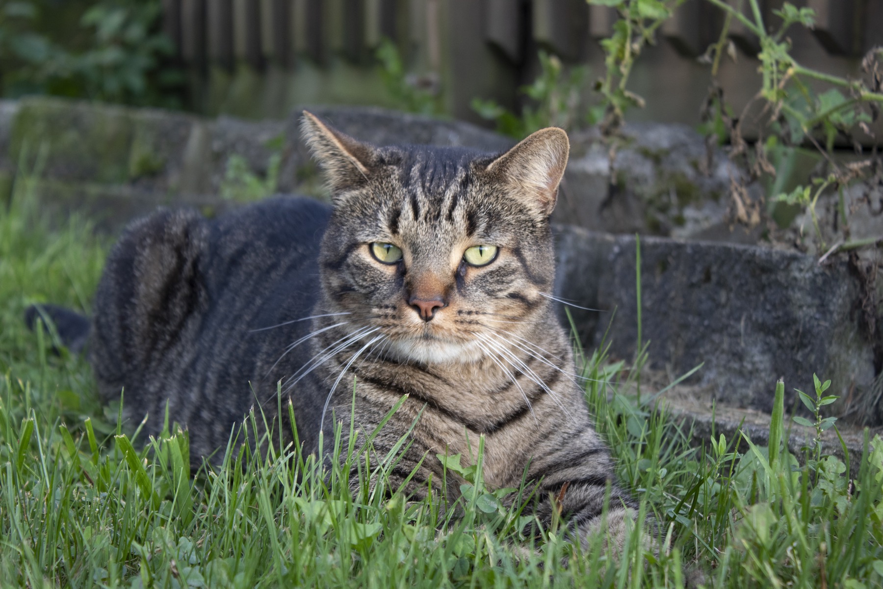 棕色虎斑猫静卧在室外草地上；照片仅作主题展示